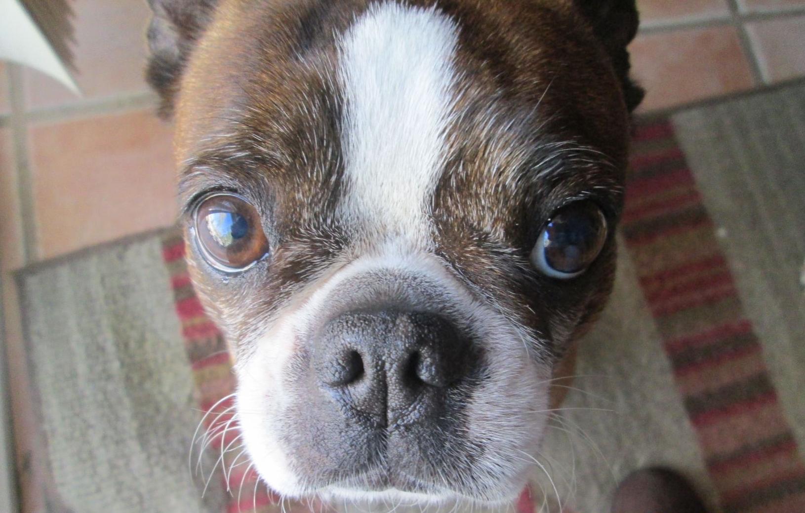 Pic of the Litter: Peg